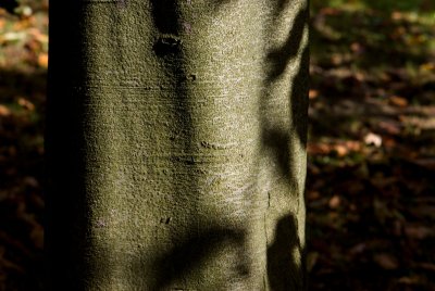 Fagus sylvatica 'Atropurpurea' - buk lesní - kůra
